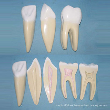 Dientes humanos de tamaño normal Modelo médico anatómico (R080118)